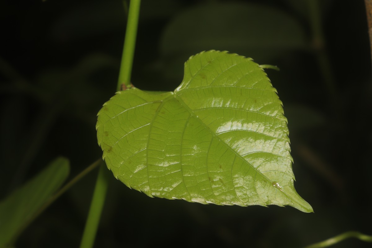 Cissus lonchiphylla Thwaites